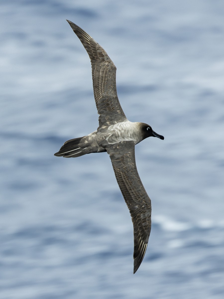 Light-mantled Albatross - ML628079784