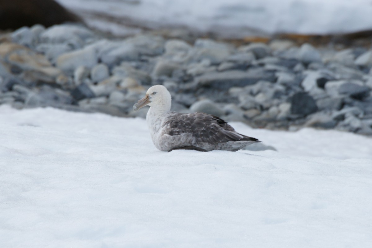 Southern Giant-Petrel - ML628079793