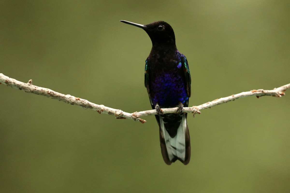 Velvet-purple Coronet - ML628079797