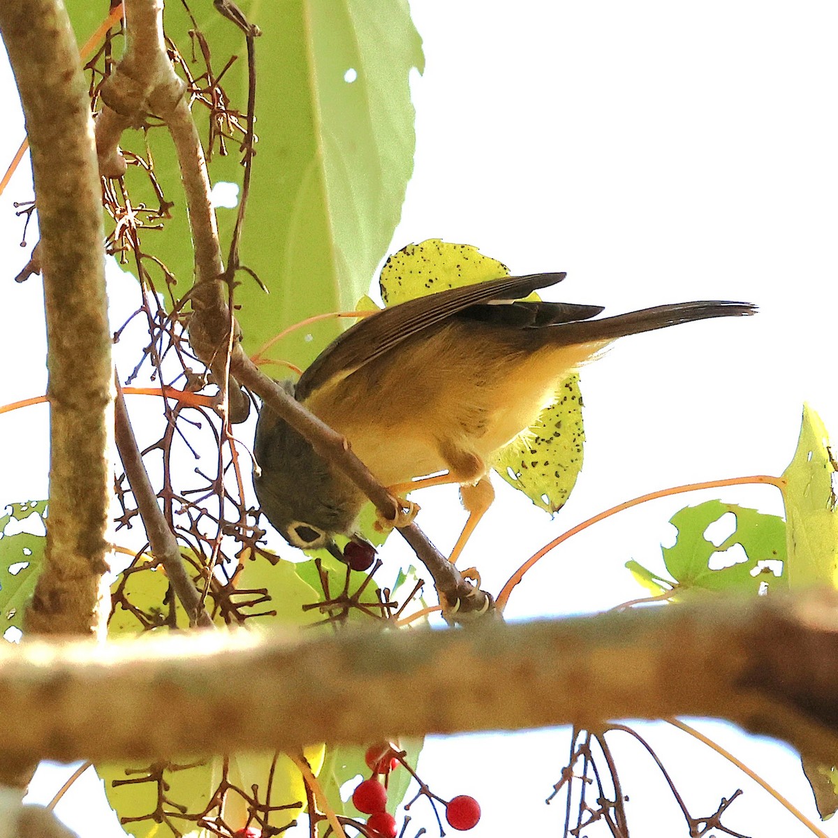 Morrison's Fulvetta - ML628079808