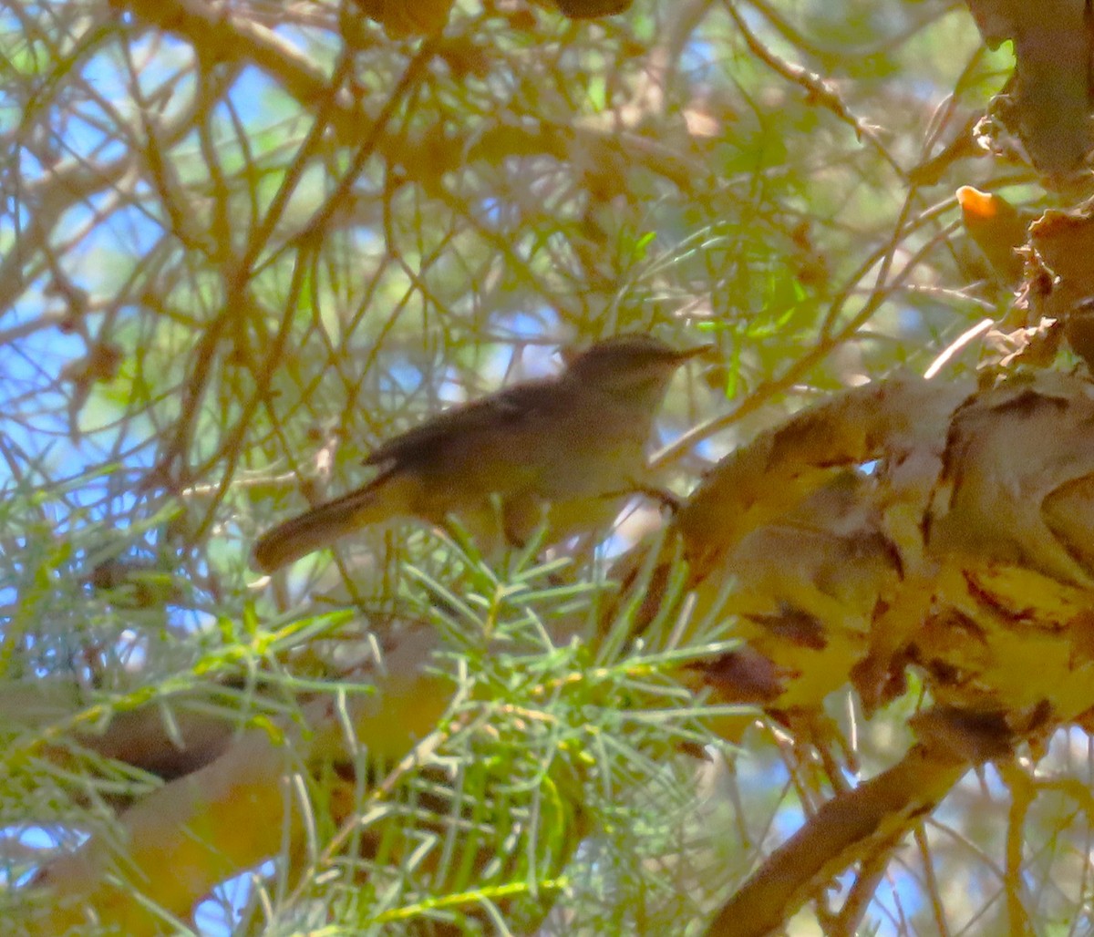 Spotted Scrubwren - ML628079811