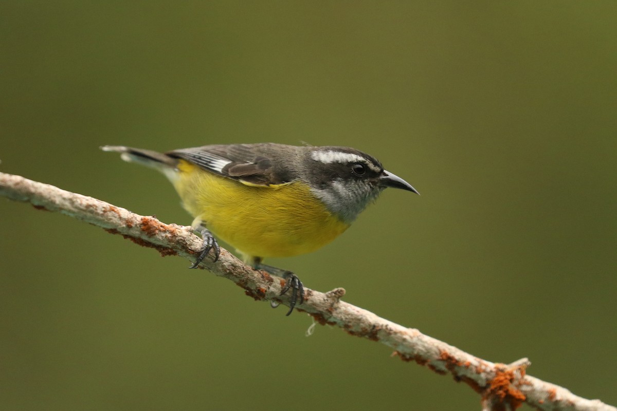 Bananaquit - ML628079814