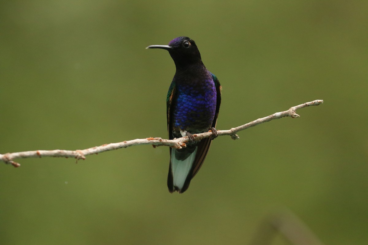 Velvet-purple Coronet - ML628079842