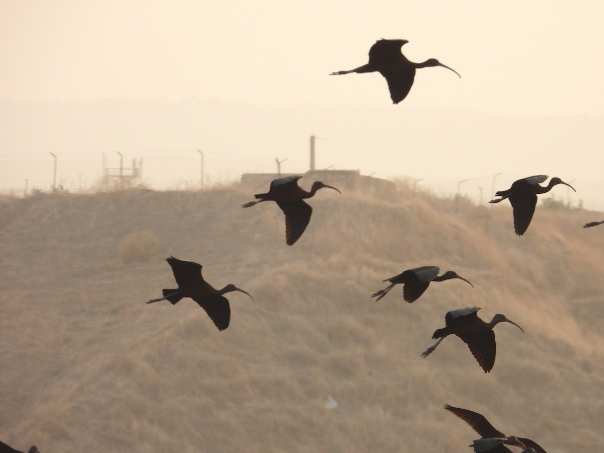 Glossy Ibis - ML628079849