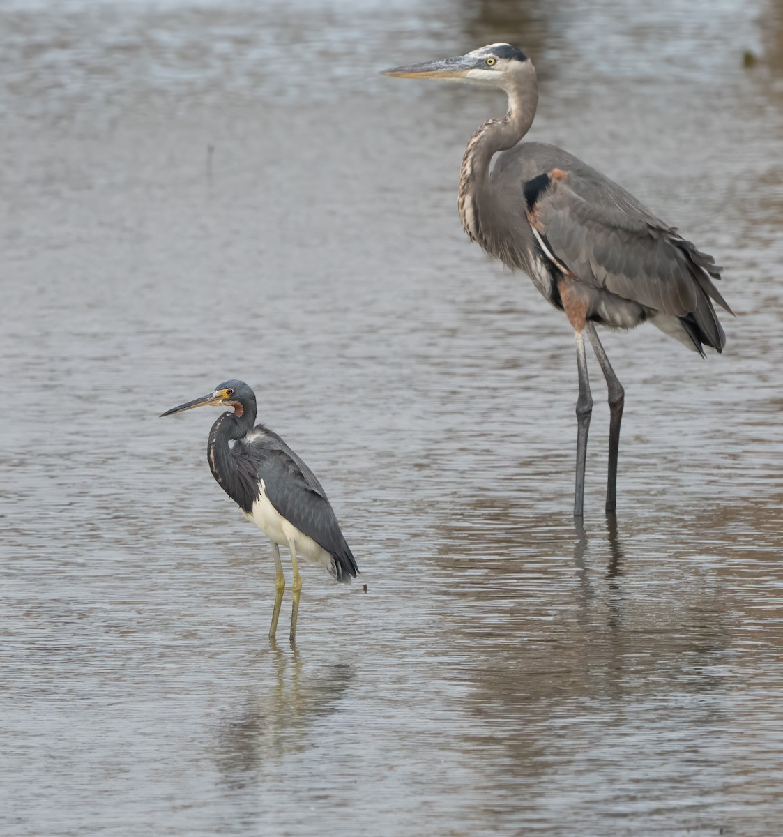 Tricolored Heron - ML628079856