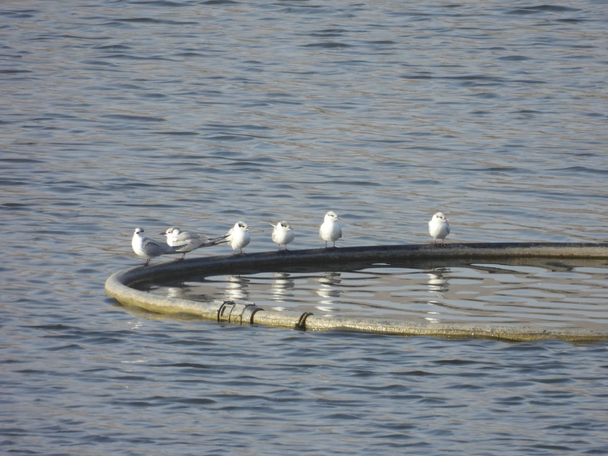 Whiskered Tern - ML628079871