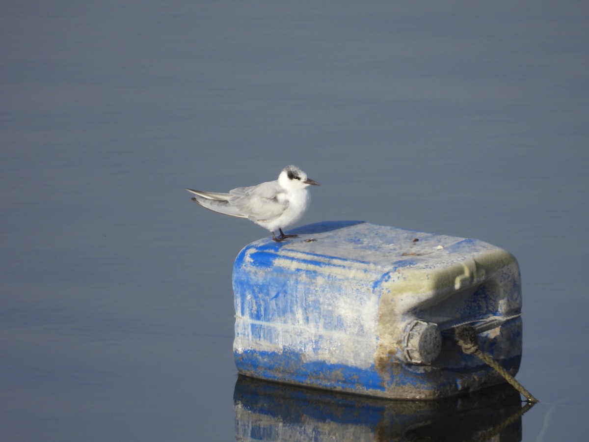 White-winged Tern - ML628079874