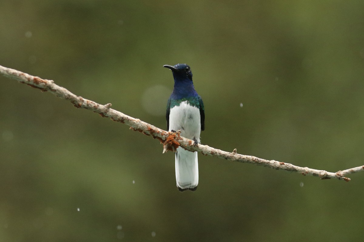 White-necked Jacobin - ML628079875