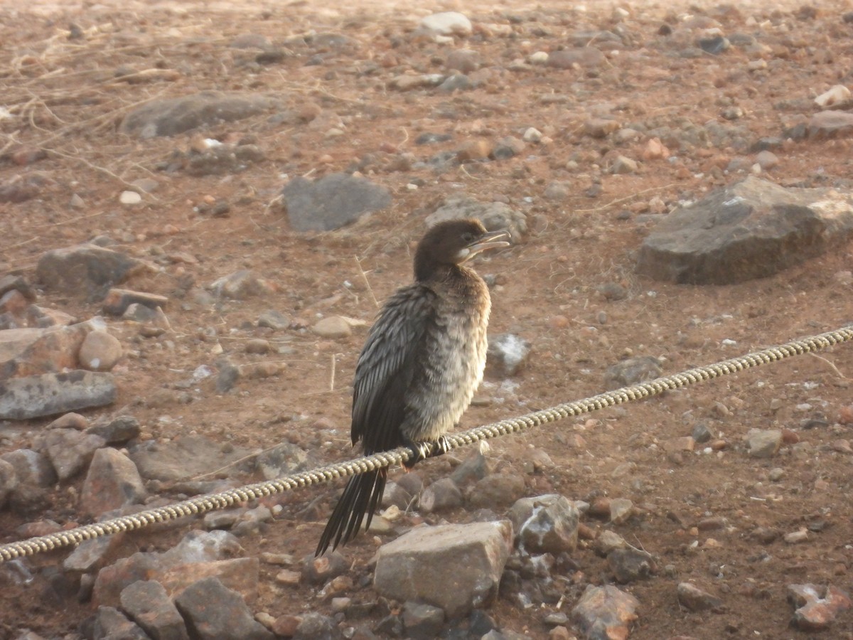 Pygmy Cormorant - ML628079880