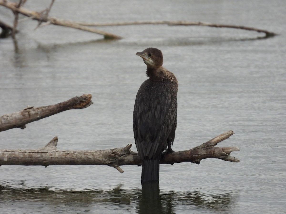 Pygmy Cormorant - ML628079881