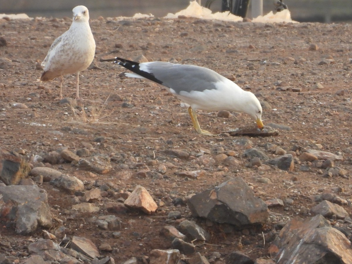 Armenian Gull - ML628079891