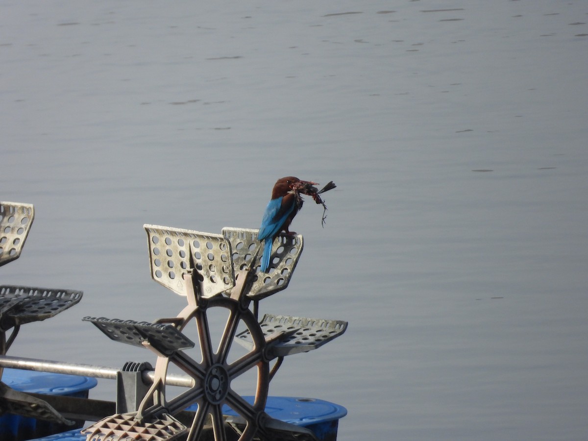 White-throated Kingfisher - ML628079900