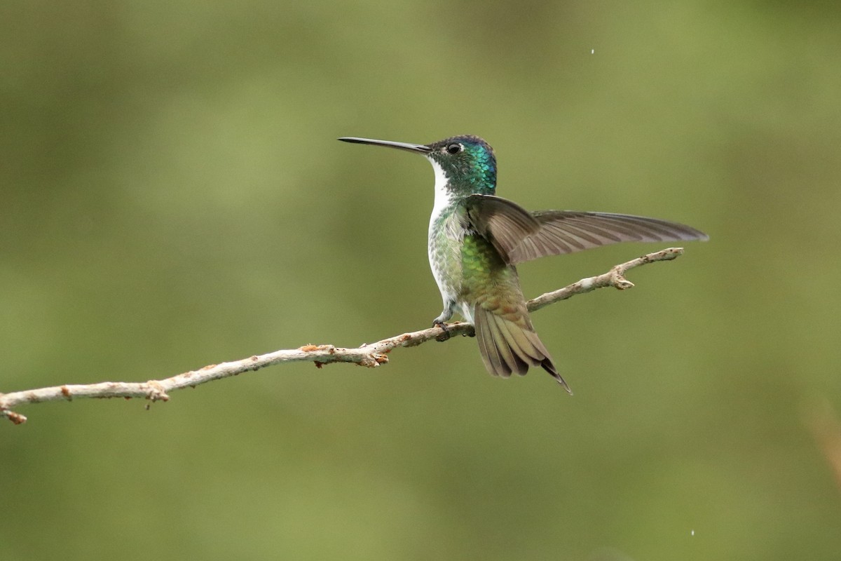 Andean Emerald - ML628079915