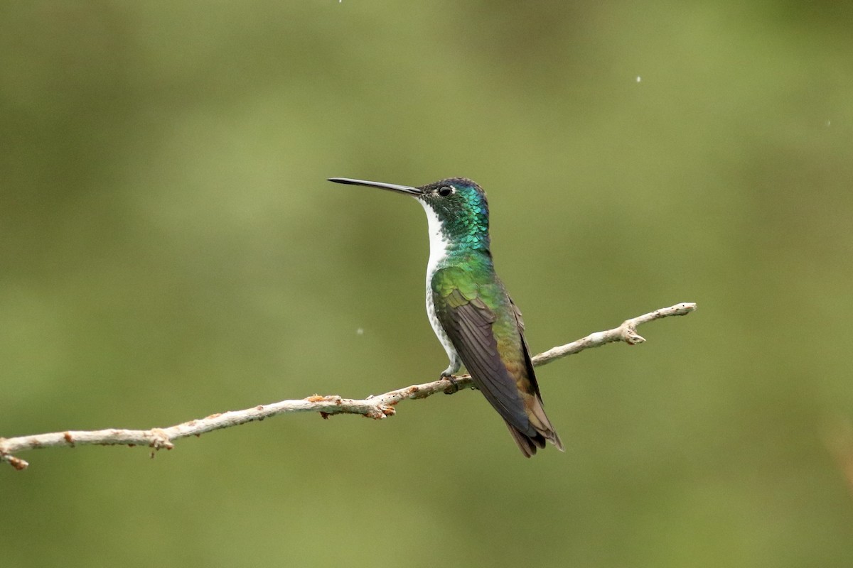 Andean Emerald - ML628079917