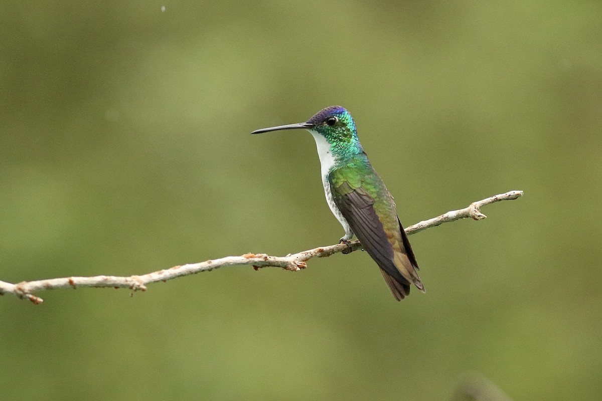 Andean Emerald - ML628079925