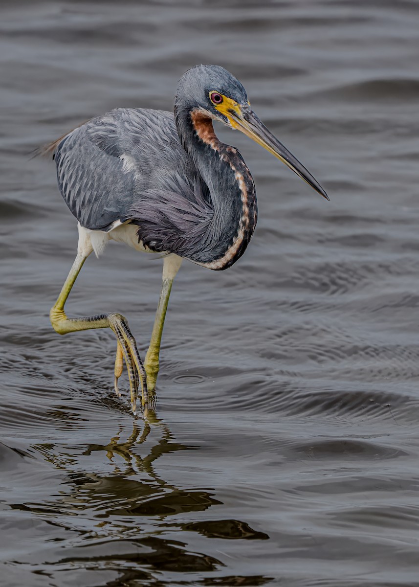 Tricolored Heron - ML628079929