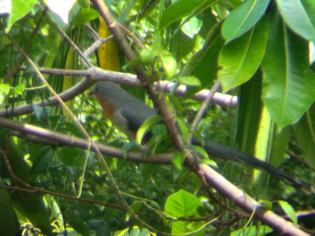 Red-billed Malkoha - ML628079968