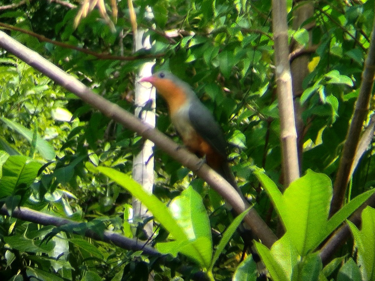 Red-billed Malkoha - ML628079969