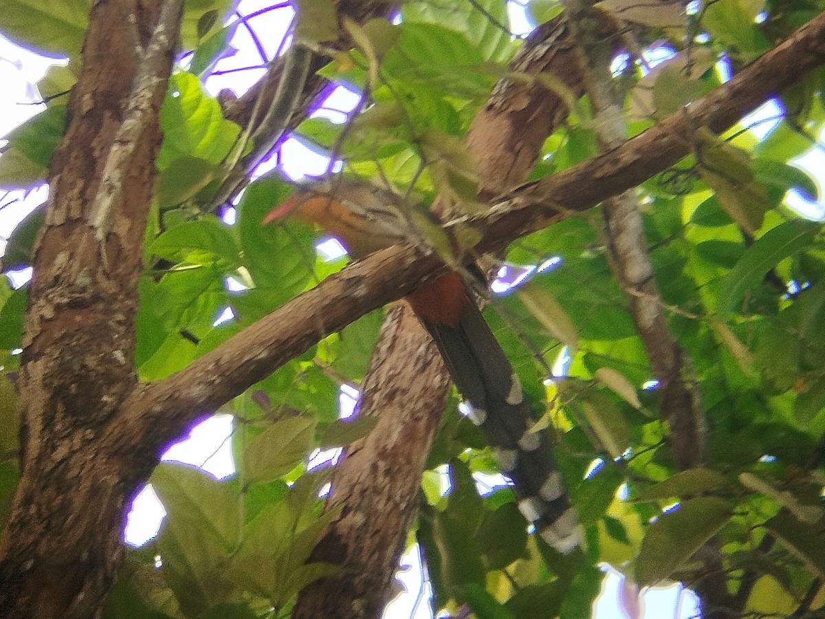 Red-billed Malkoha - ML628079970