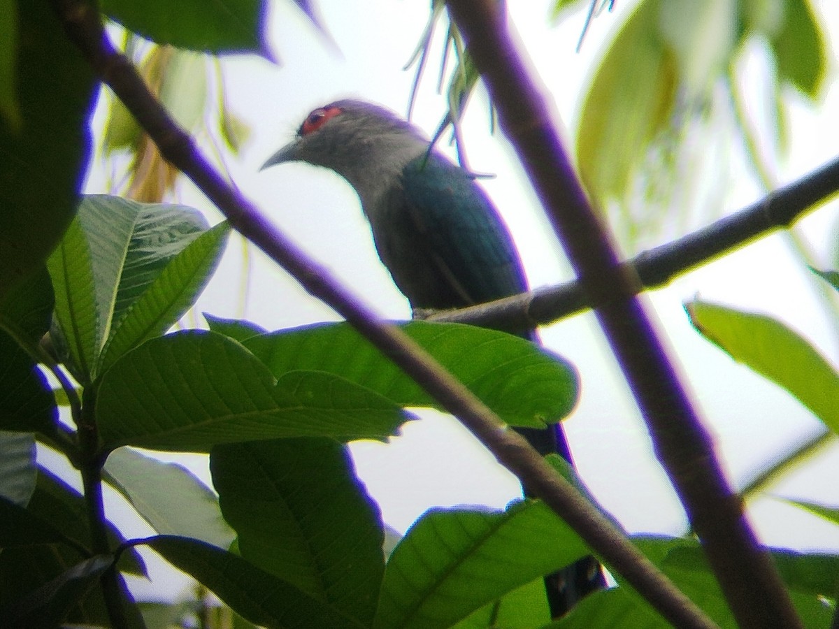 Black-bellied Malkoha - ML628080014