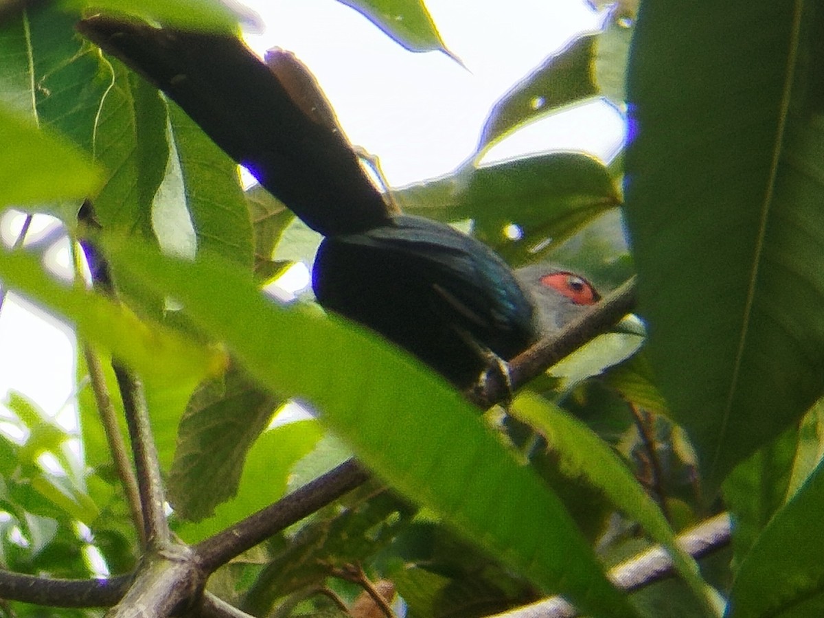 Black-bellied Malkoha - ML628080017