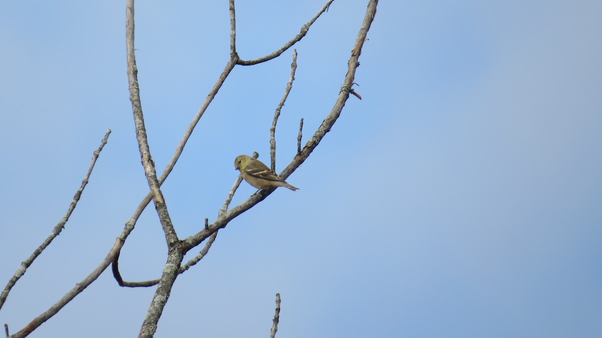 American Goldfinch - ML628080047