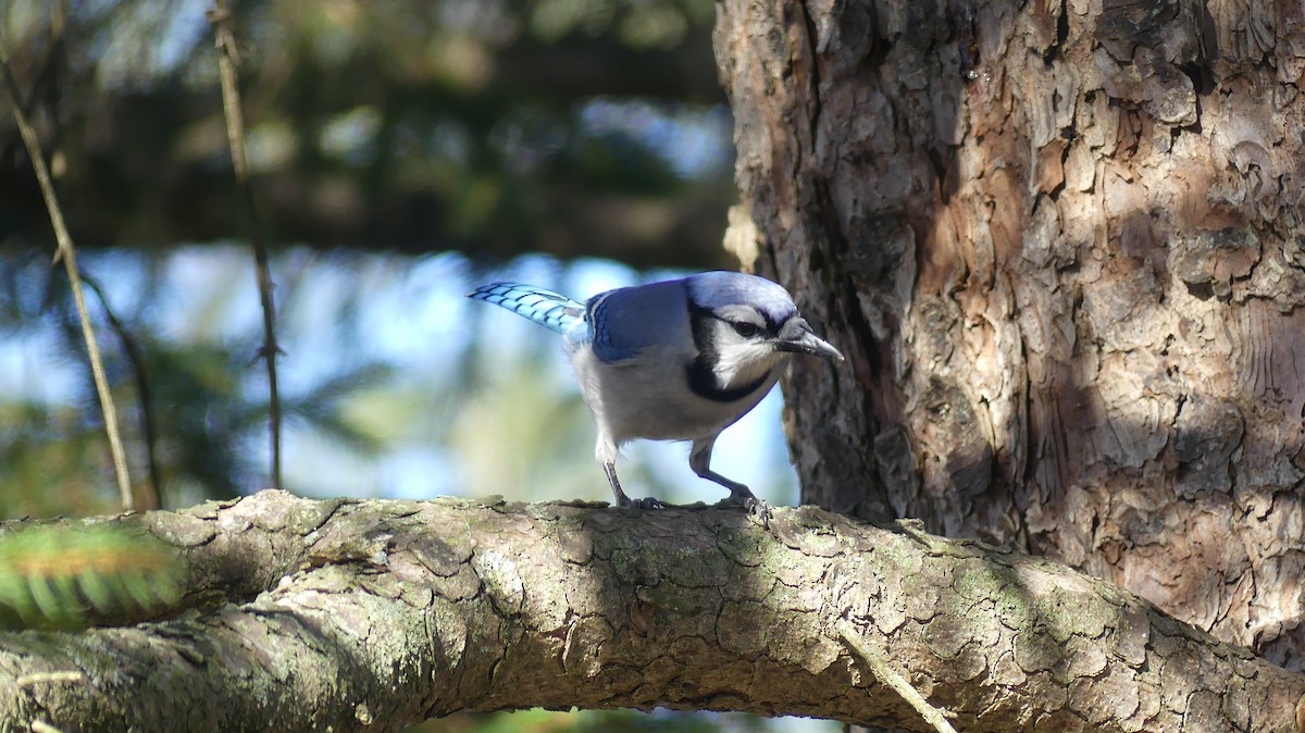 Blue Jay - ML628080065