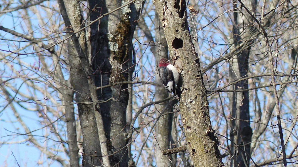 Red-headed Woodpecker - ML628080068
