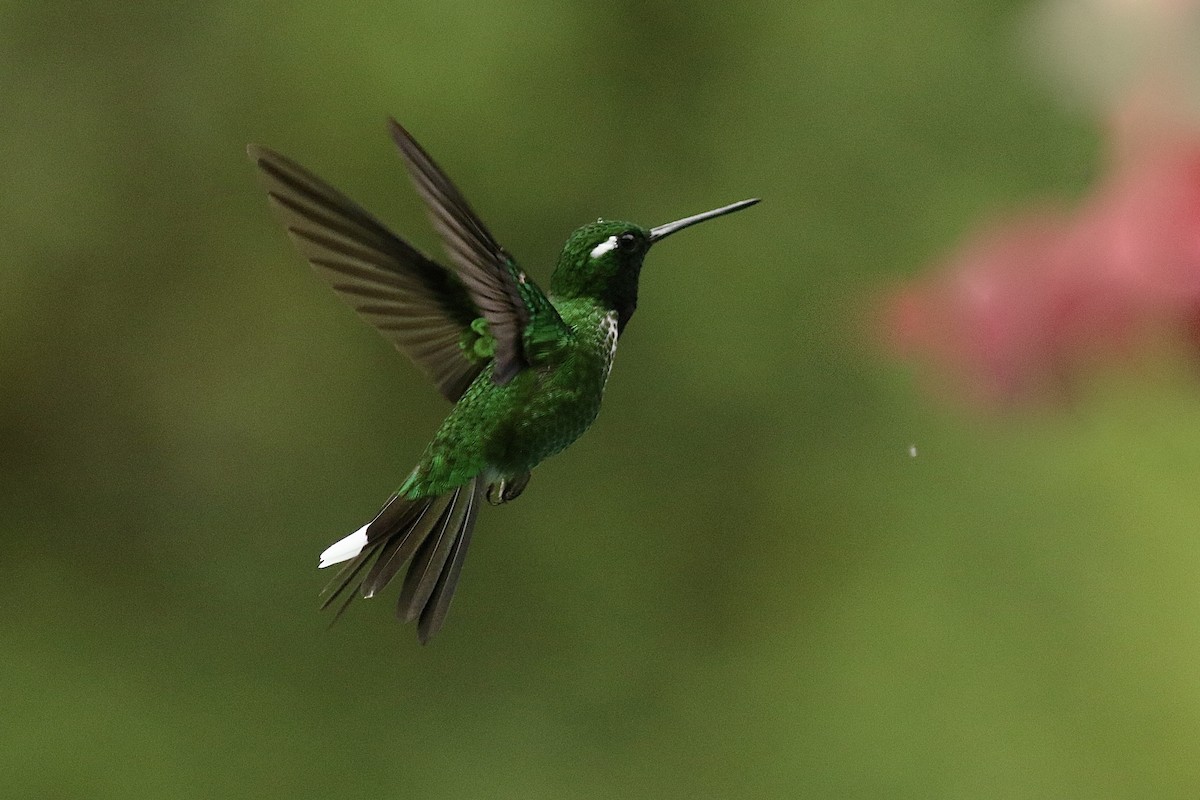 Purple-bibbed Whitetip - ML628080079