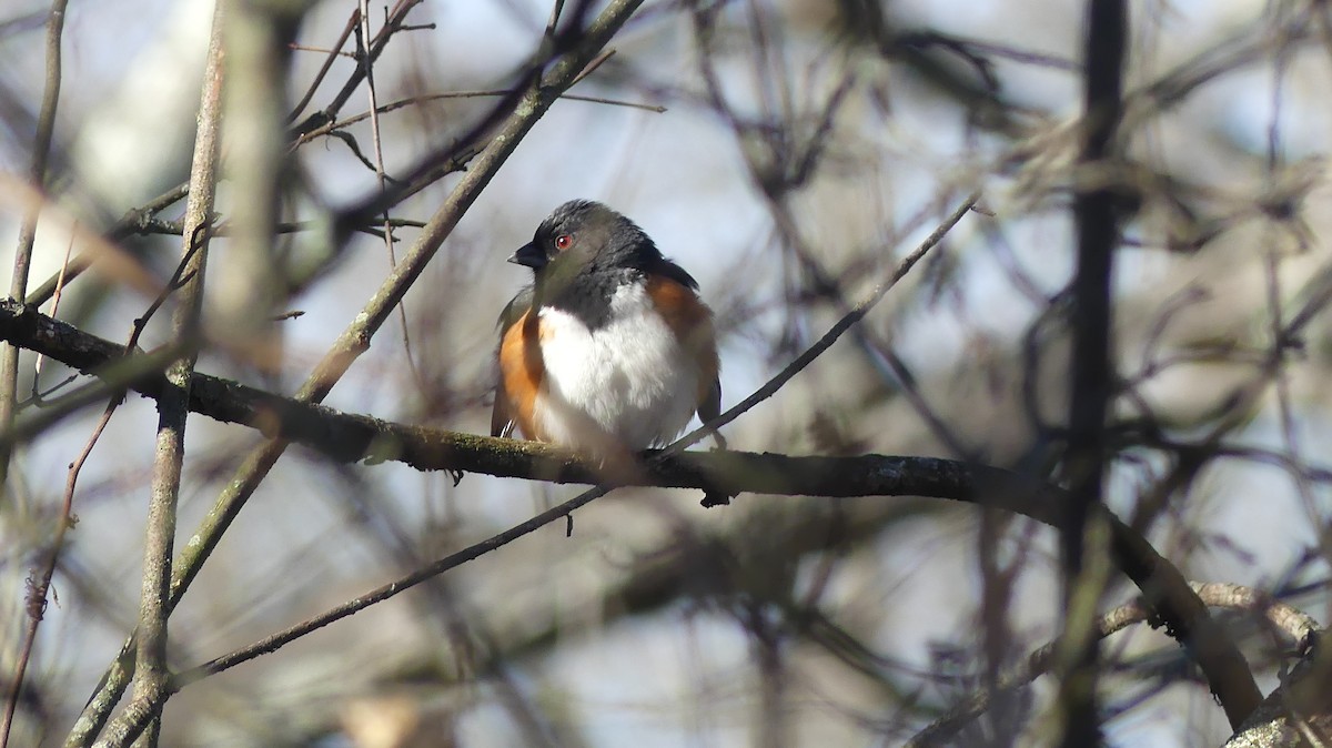 Eastern Towhee - ML628080081