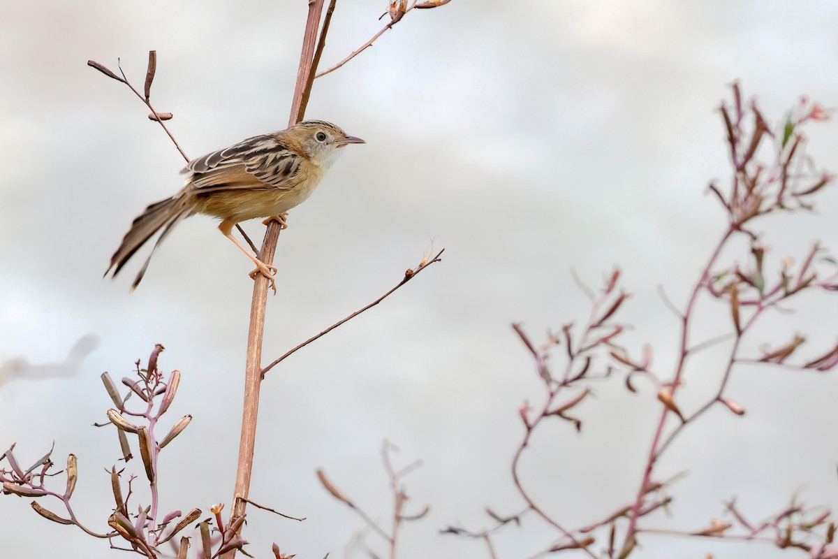 Golden-headed Cisticola - ML628080084