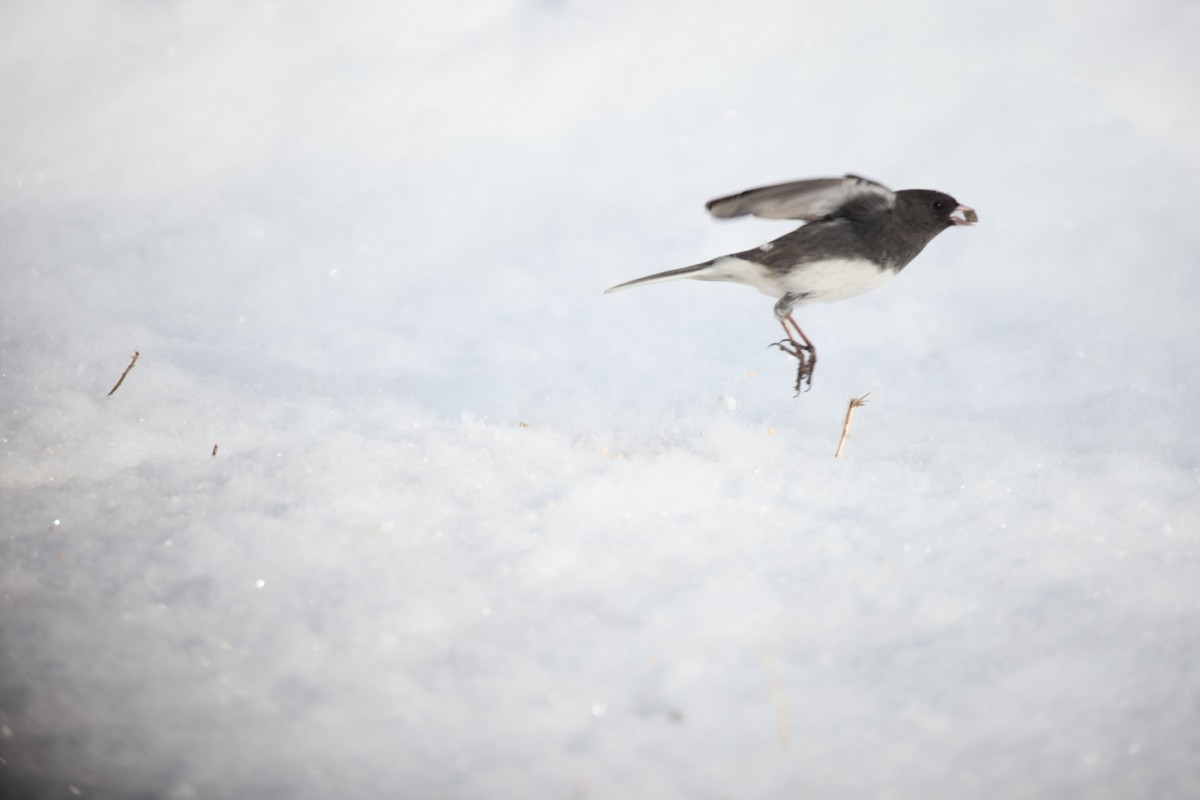 Dark-eyed Junco - ML628080177