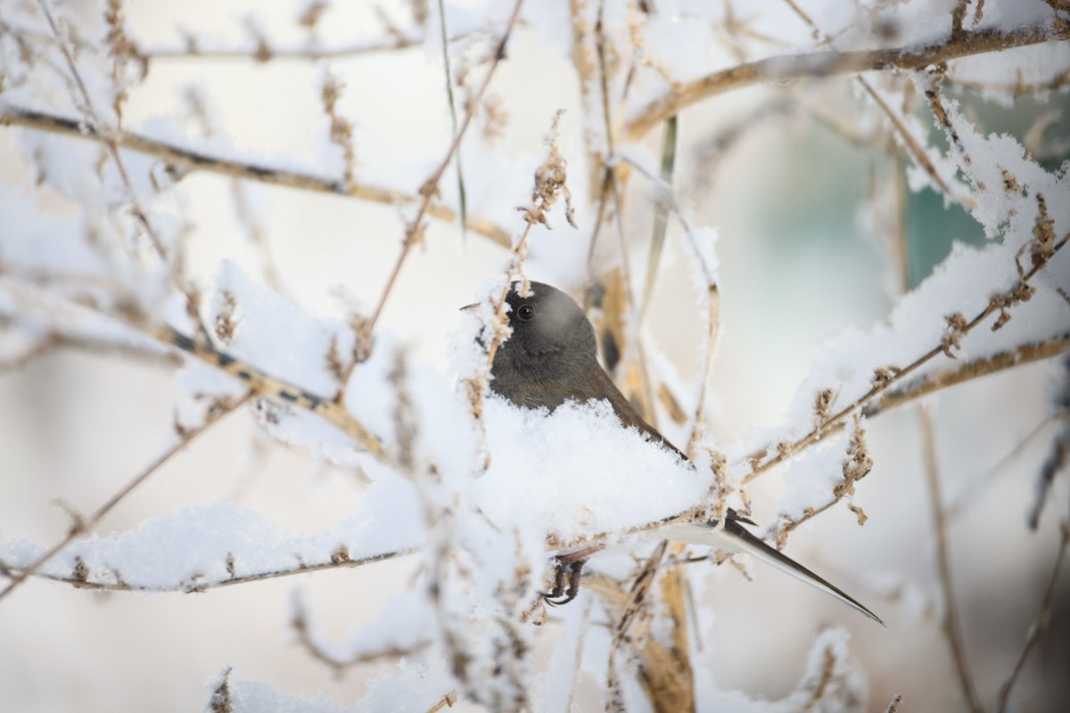 Dark-eyed Junco - ML628080178