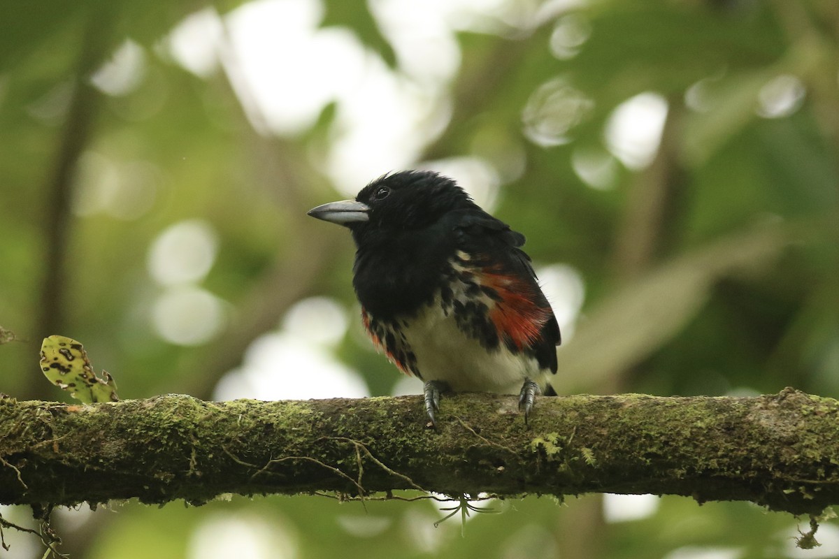 Spot-crowned Barbet - ML628080192