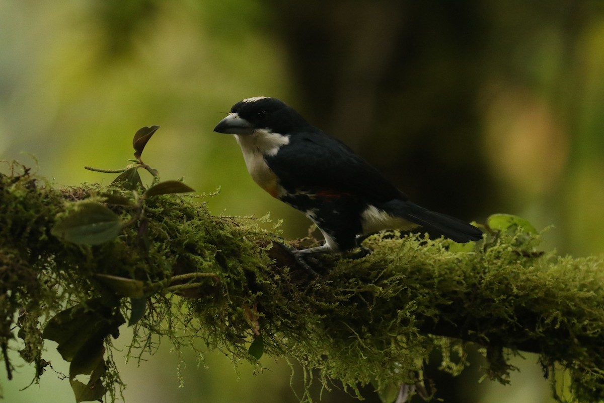 Spot-crowned Barbet - ML628080197