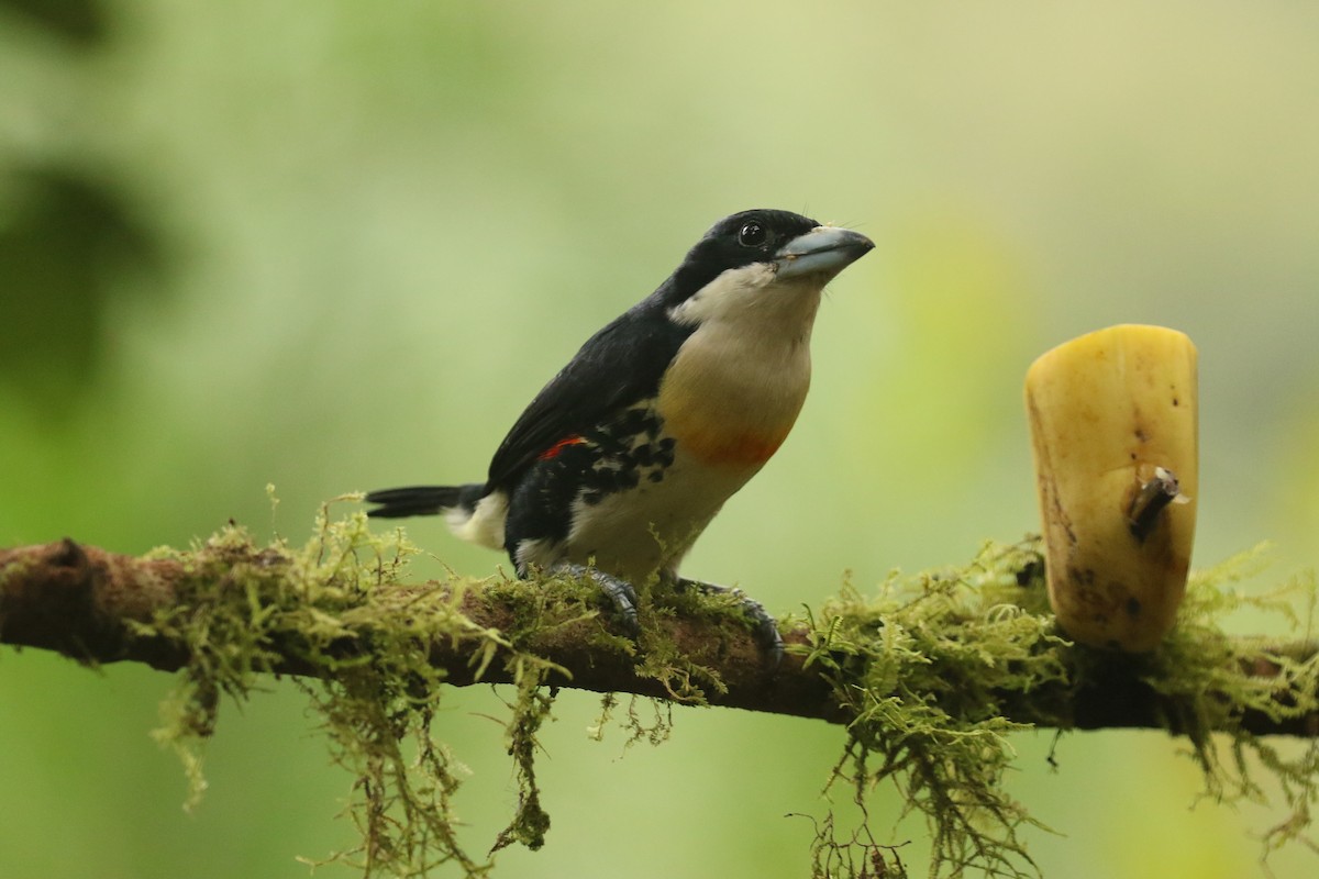 Spot-crowned Barbet - ML628080199