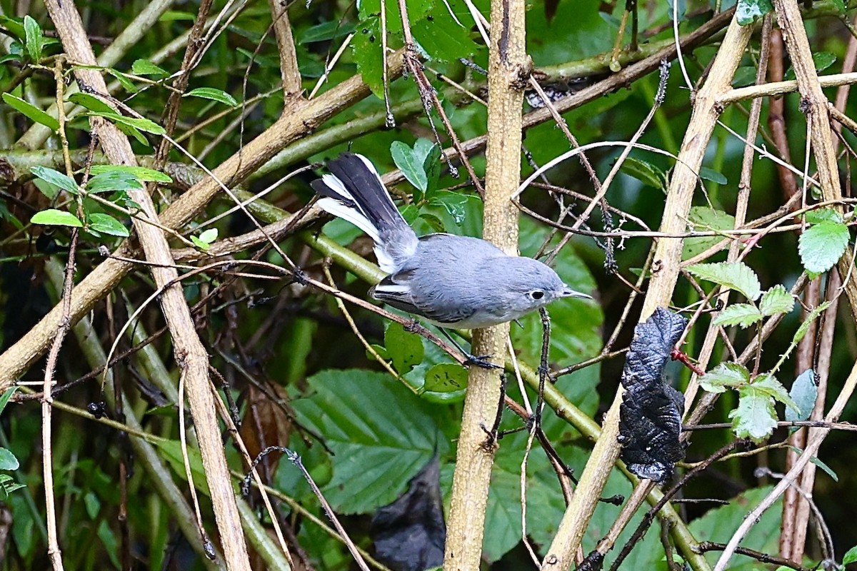 Blue-gray Gnatcatcher - ML628080202