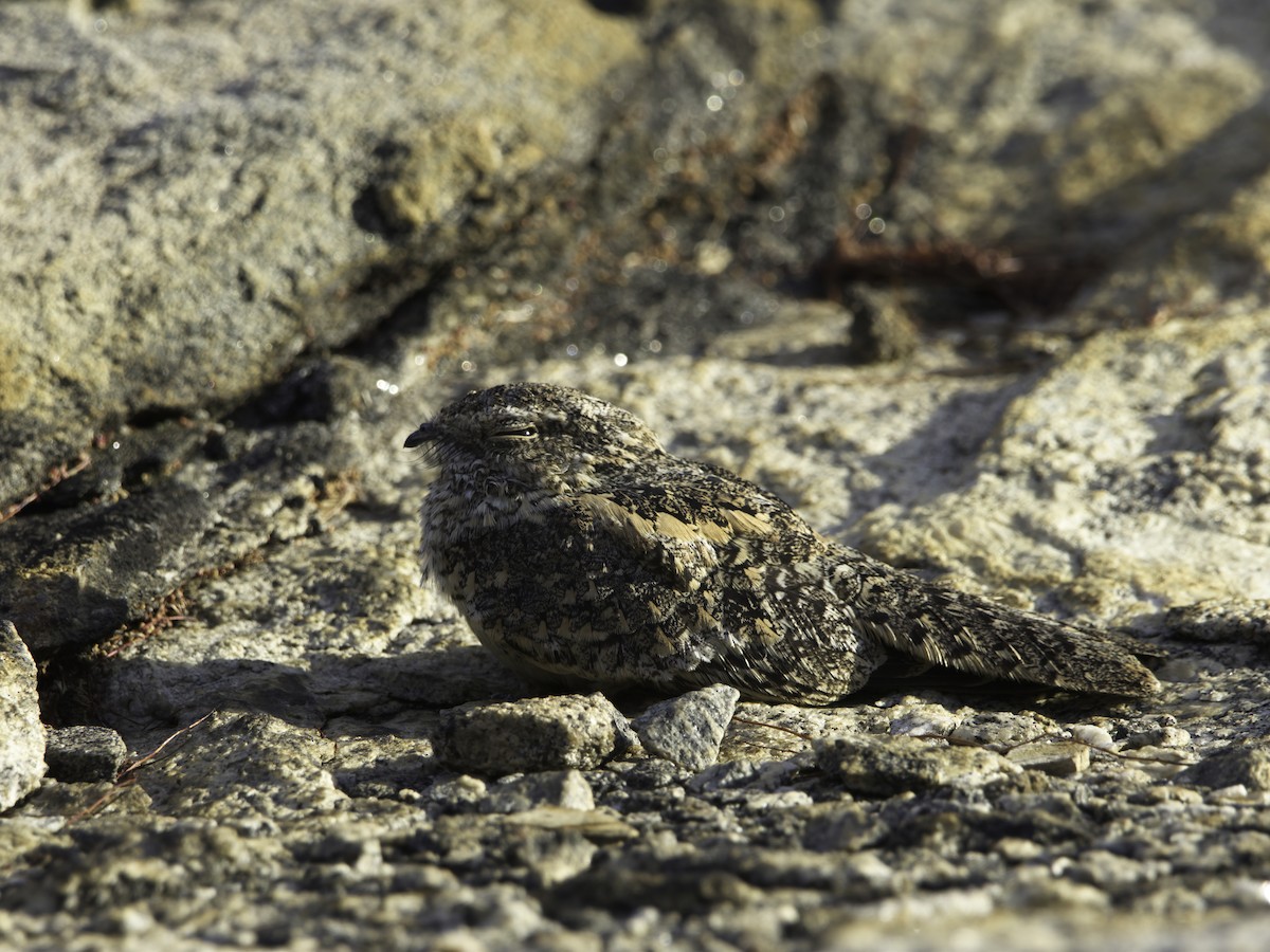 Pygmy Nightjar - ML628080210