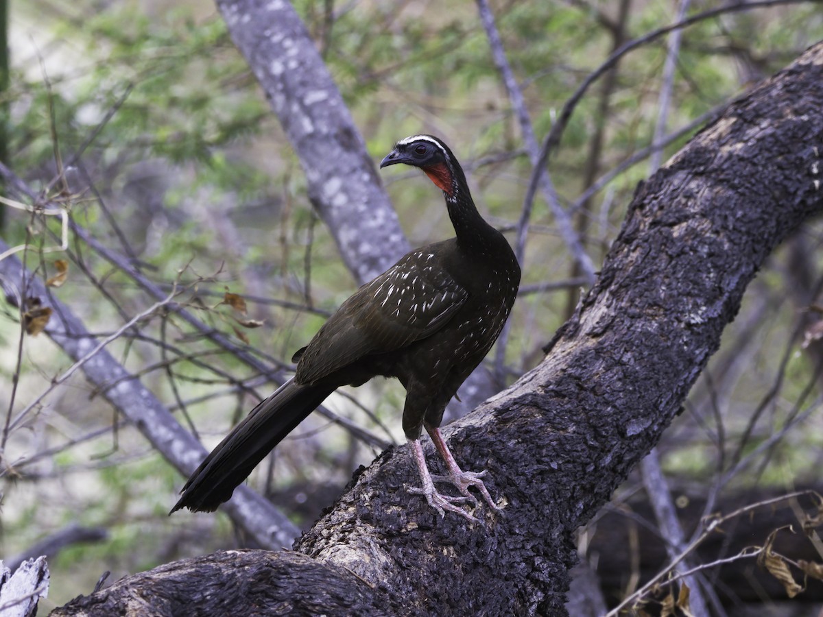 White-browed Guan - ML628080303