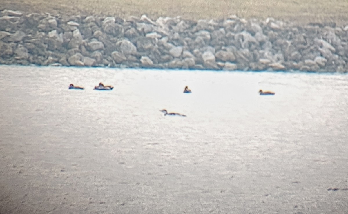 Red-throated Loon - ML628080304