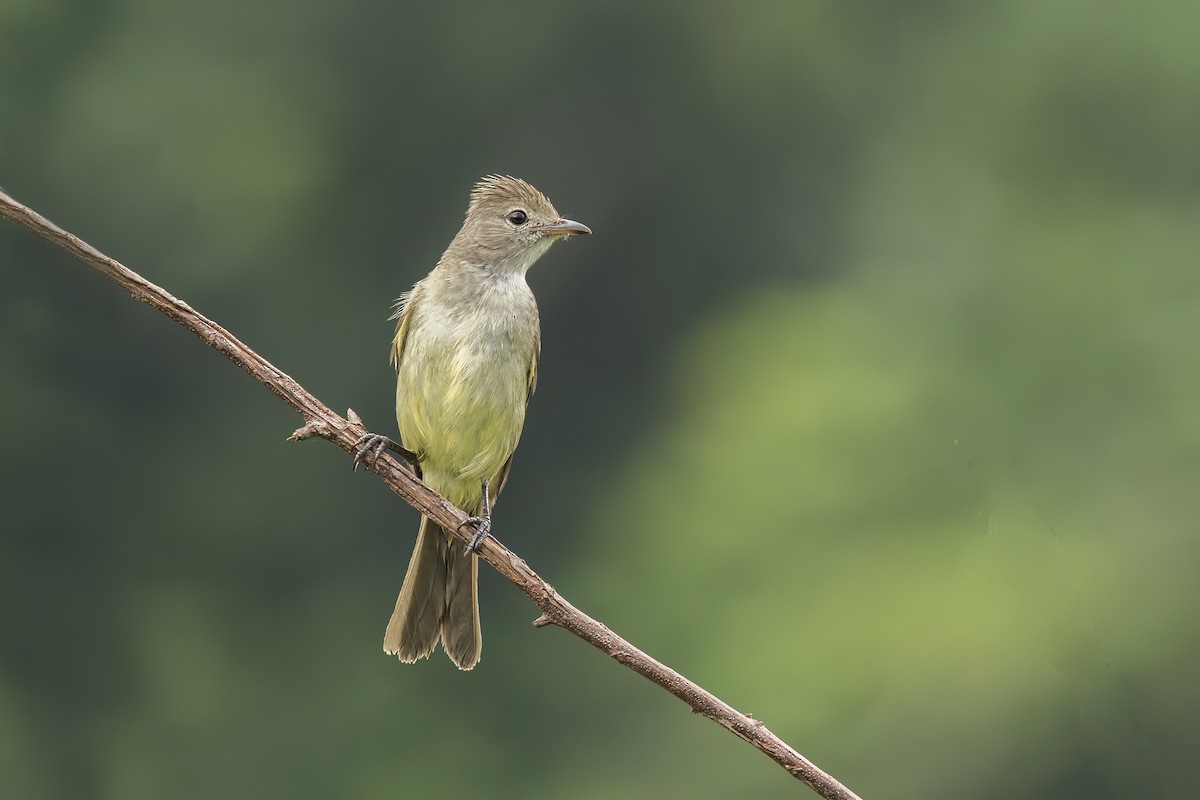 Yellow-bellied Elaenia - ML628080322