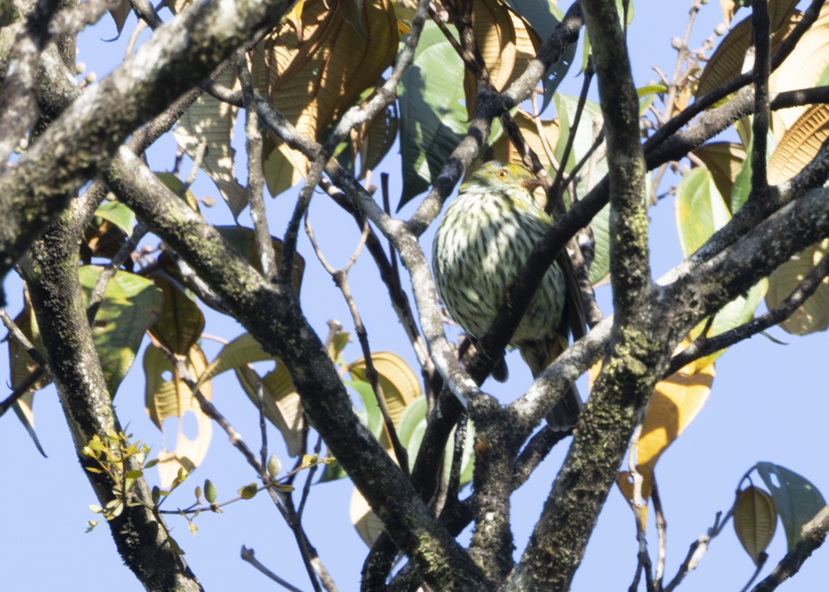 Red-banded Fruiteater - ML628080332