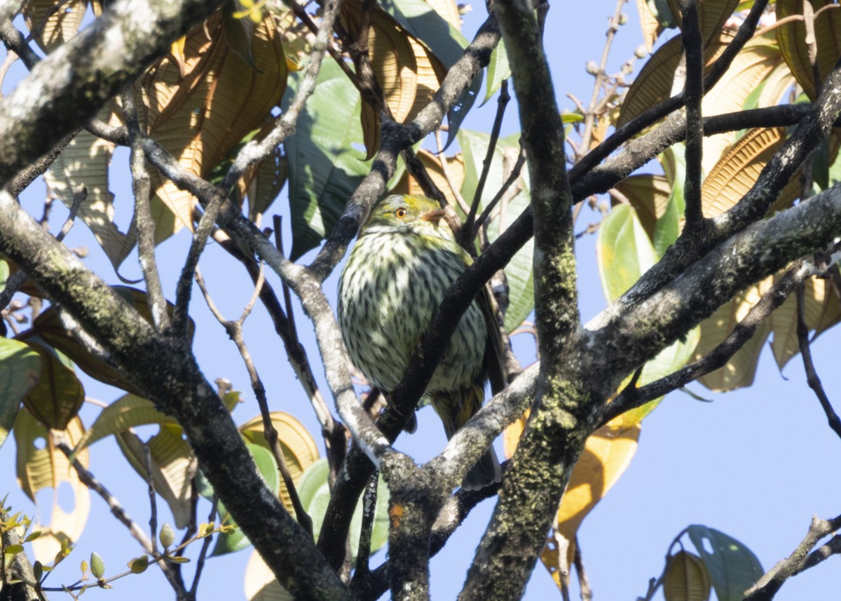 Red-banded Fruiteater - ML628080334