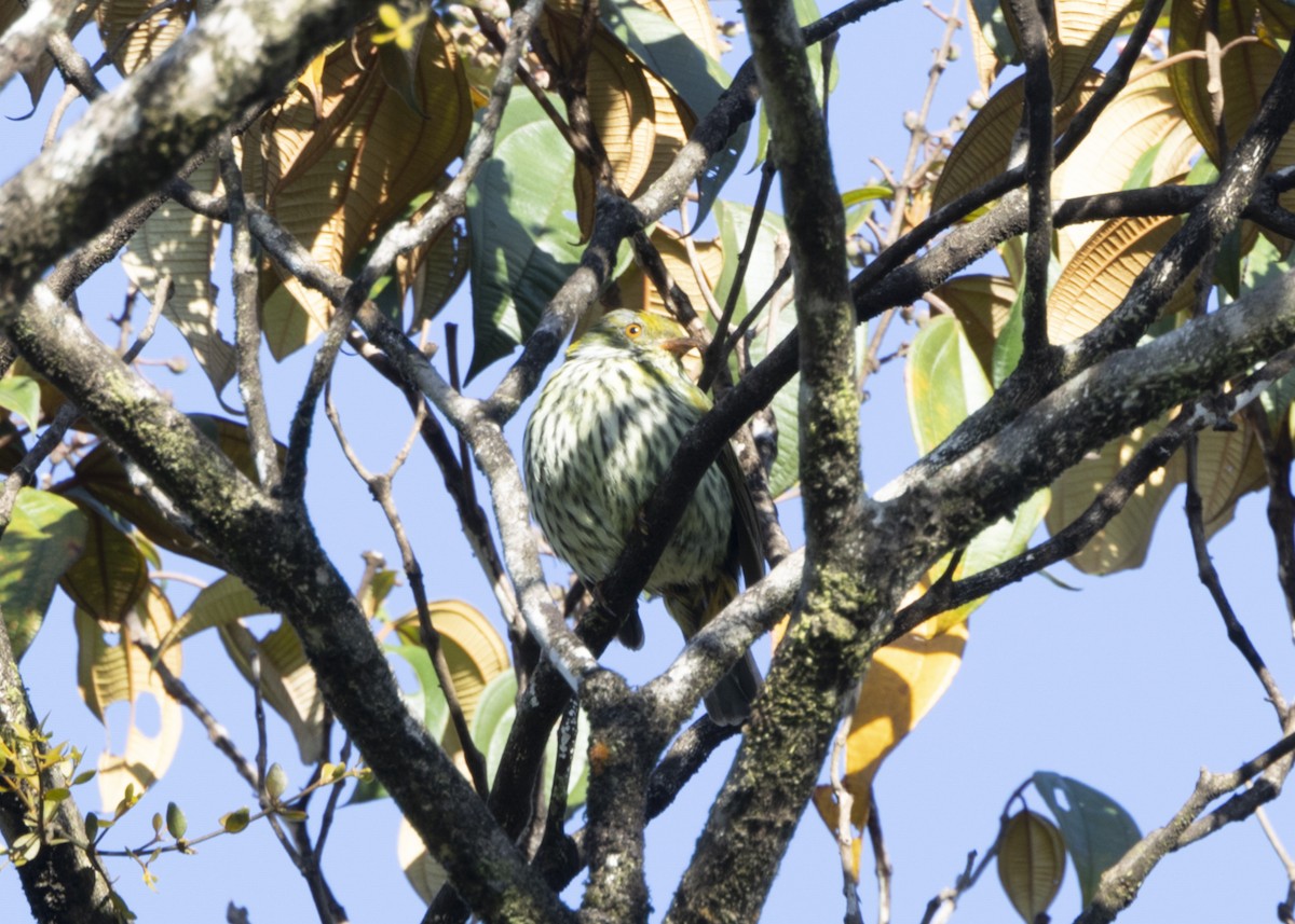 Red-banded Fruiteater - ML628080335