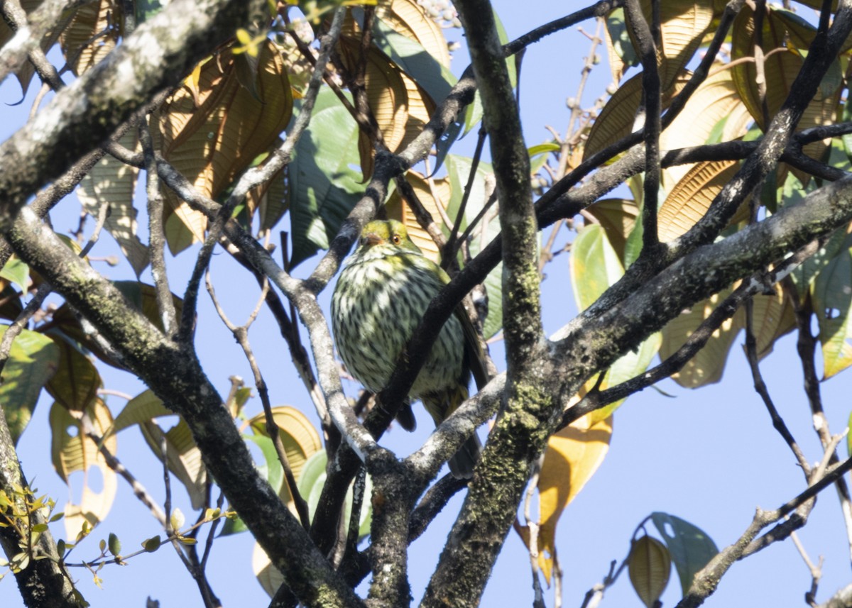 Red-banded Fruiteater - ML628080336
