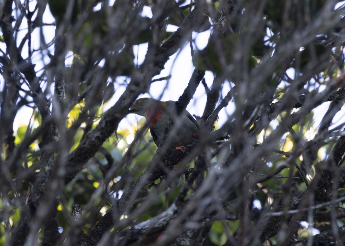 Red-banded Fruiteater - ML628080337