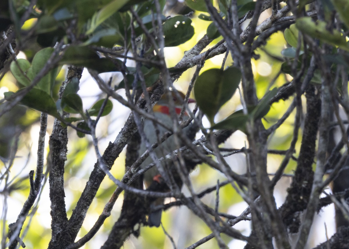 Red-banded Fruiteater - ML628080338