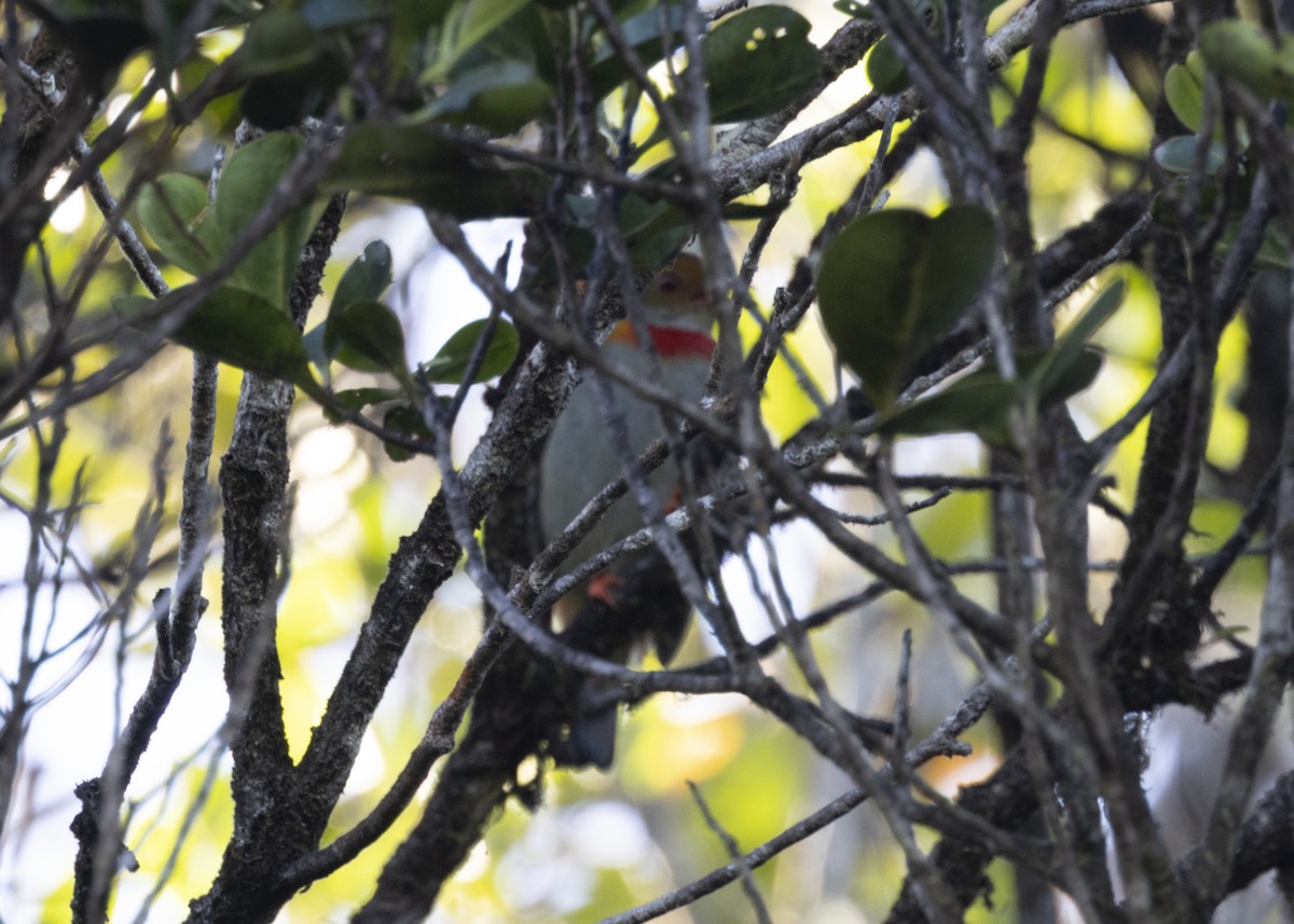 Red-banded Fruiteater - ML628080339