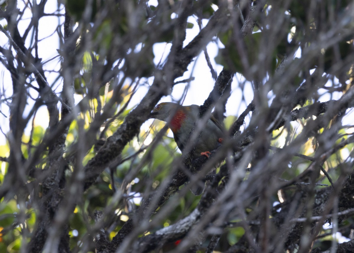 Red-banded Fruiteater - ML628080340