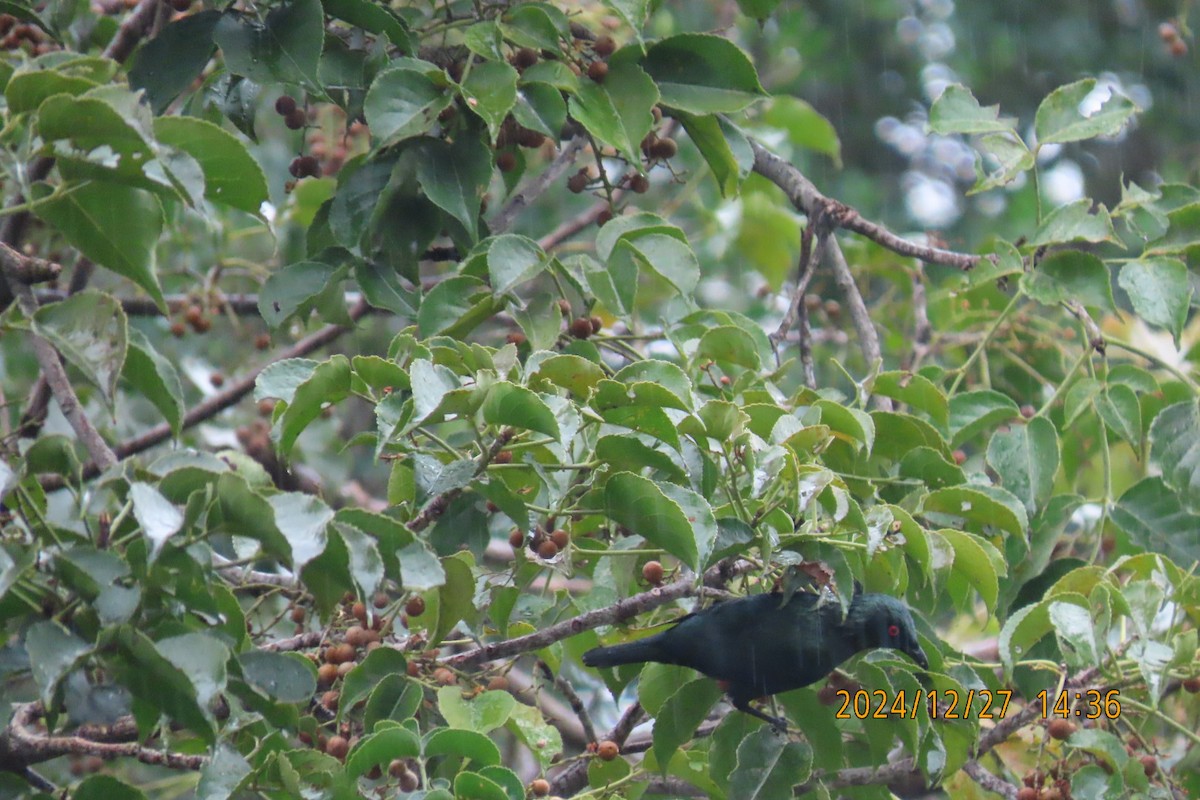 Asian Glossy Starling - ML628080371